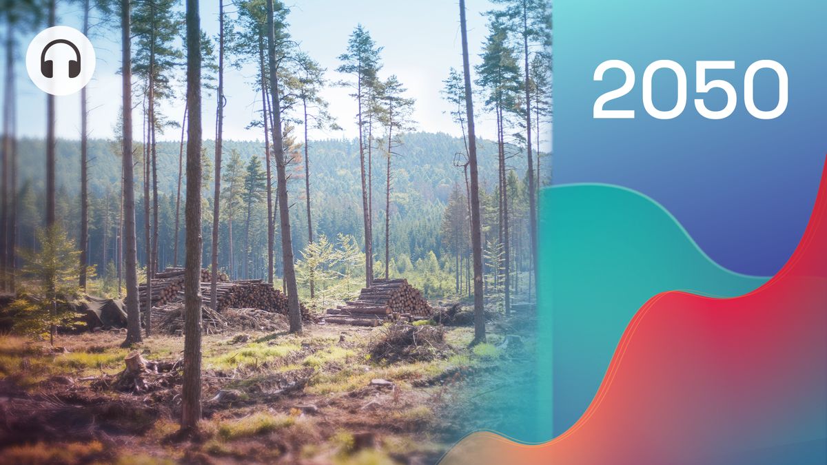 Jak hospodařit v českých lesích po kůrovci? Příklad z praxe